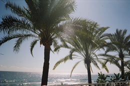 palms and beach